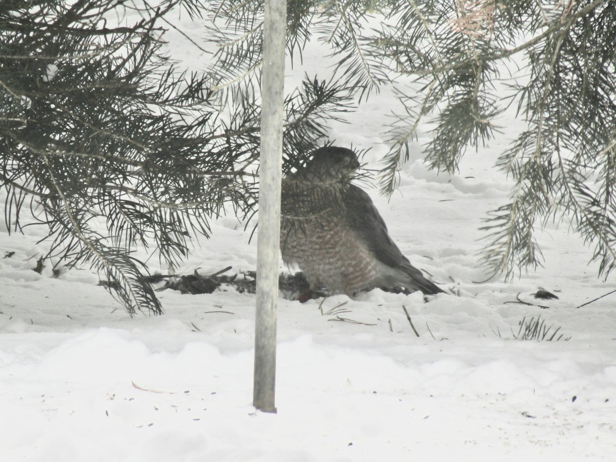 Cooper's Hawk - ML630775132