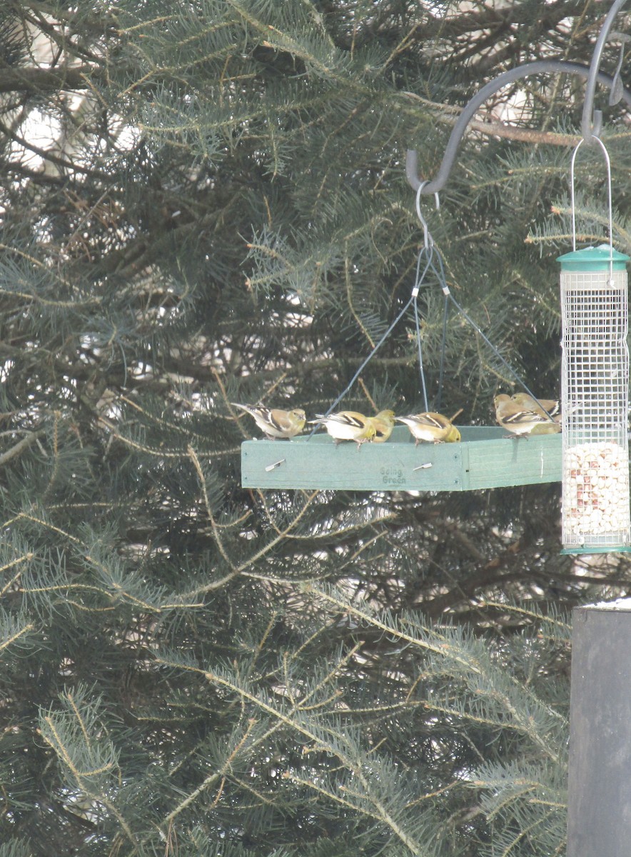 American Goldfinch - ML630775171