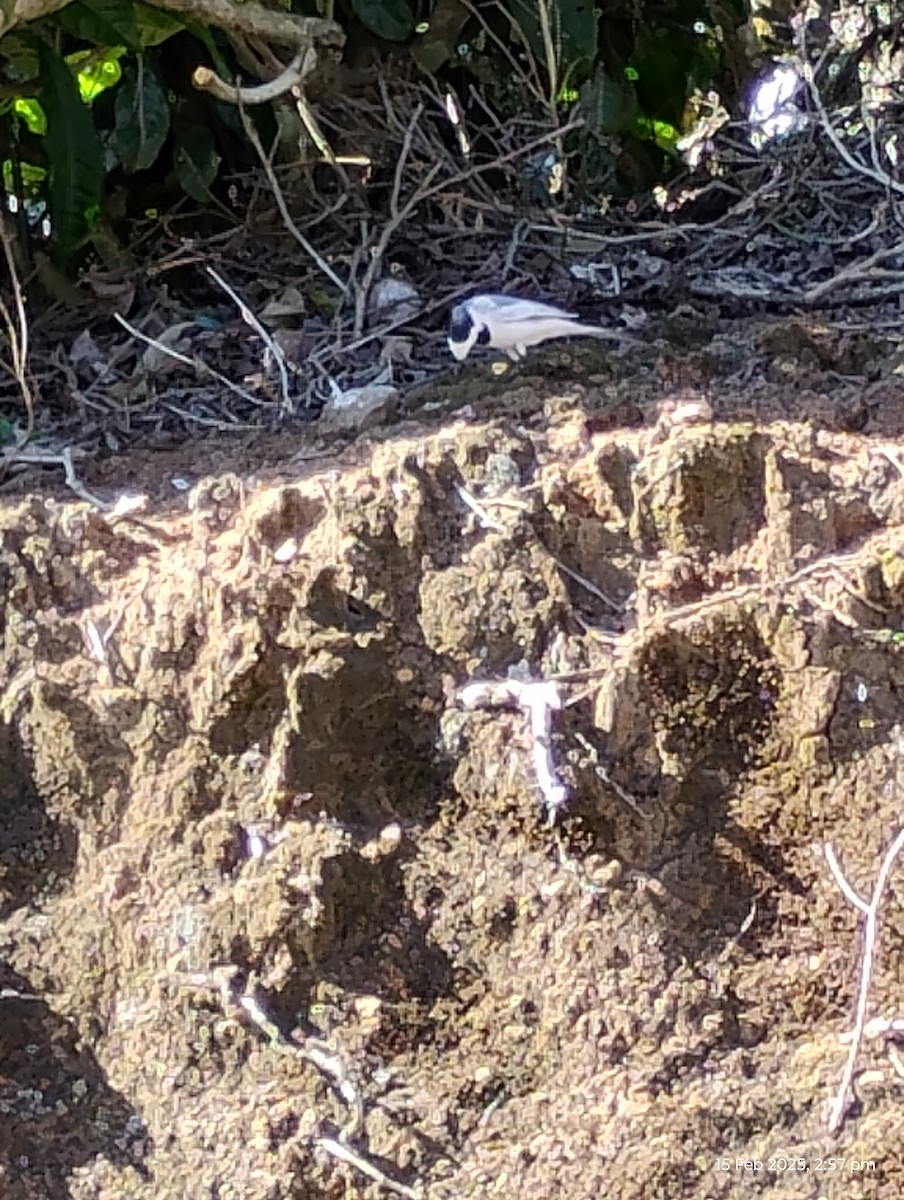 White Wagtail - ML630775221