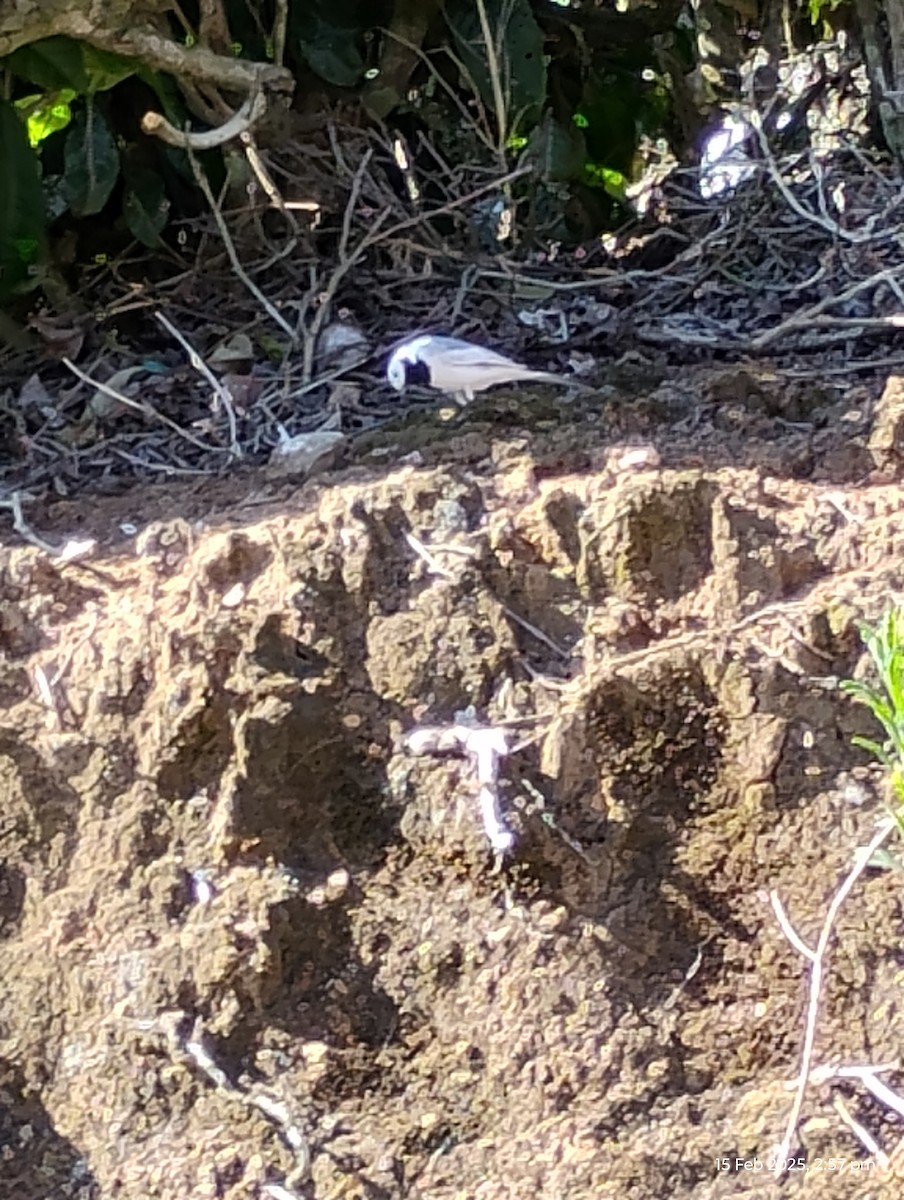 White Wagtail - ML630775223