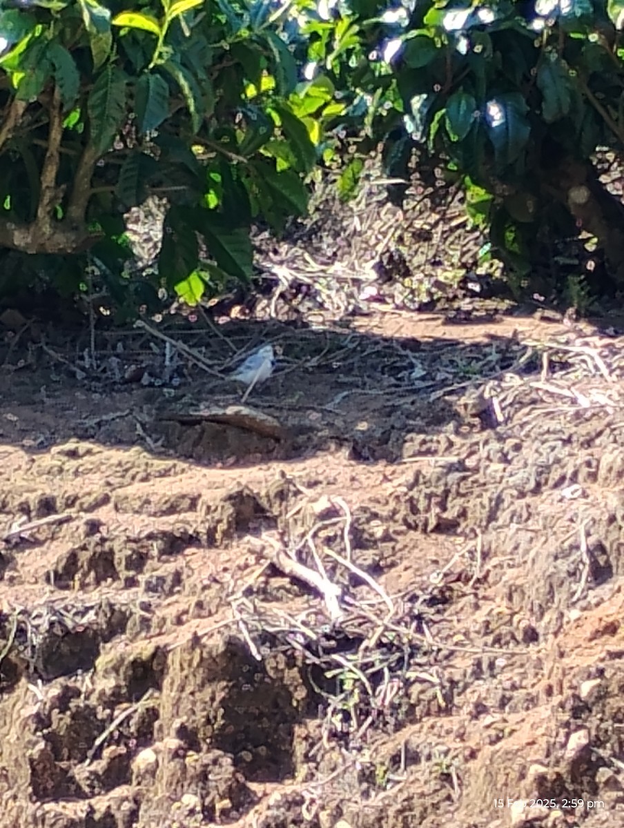 White Wagtail - ML630775224