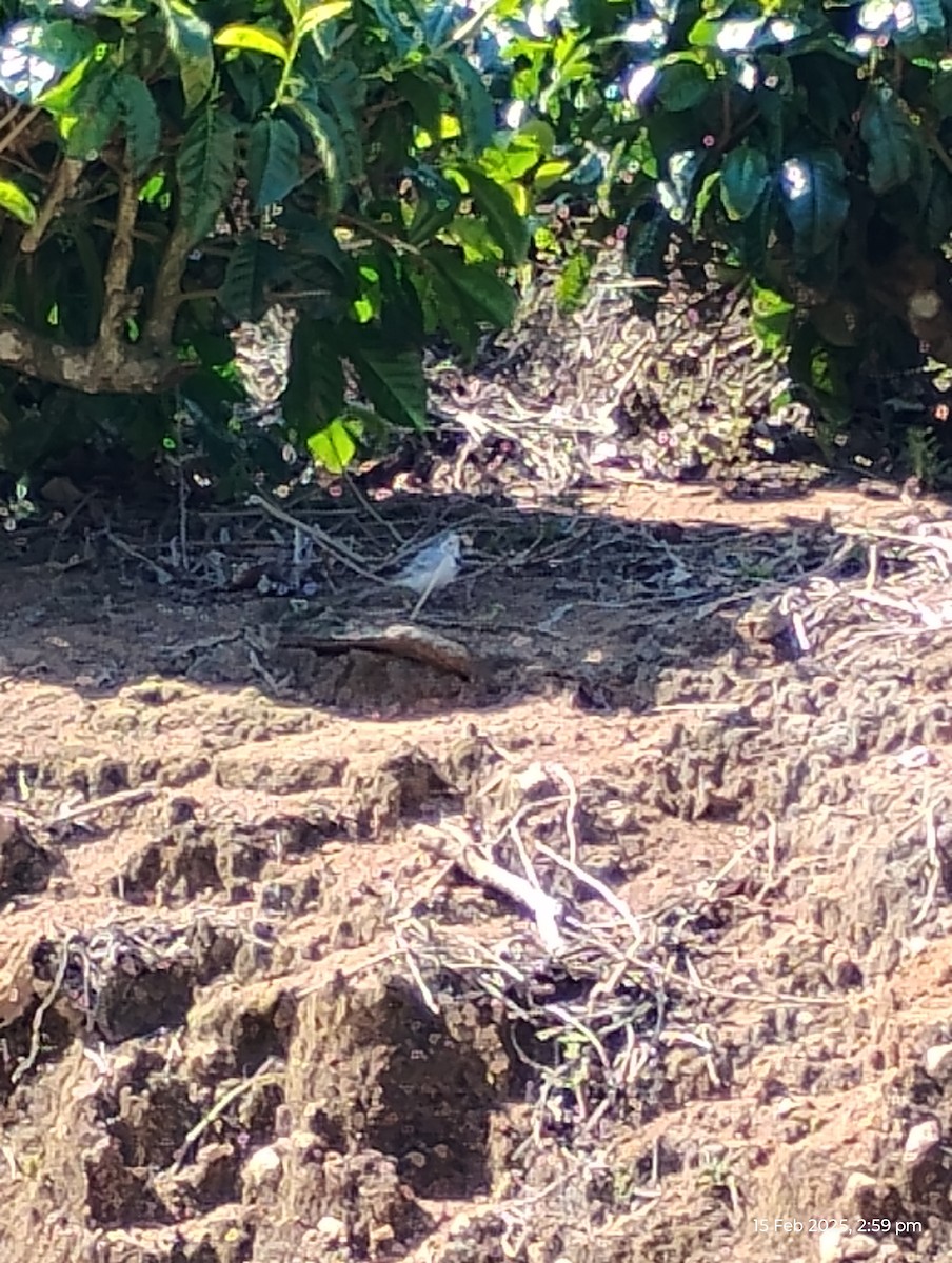 White Wagtail - ML630775225