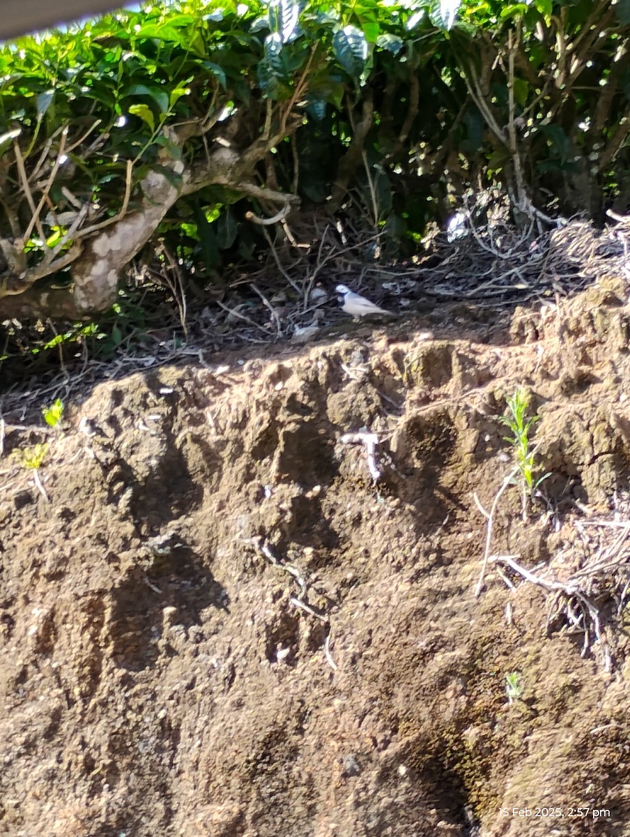 White Wagtail - ML630775226