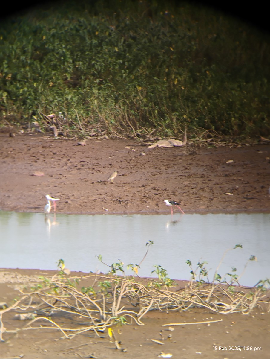 Black-winged Stilt - ML630775290