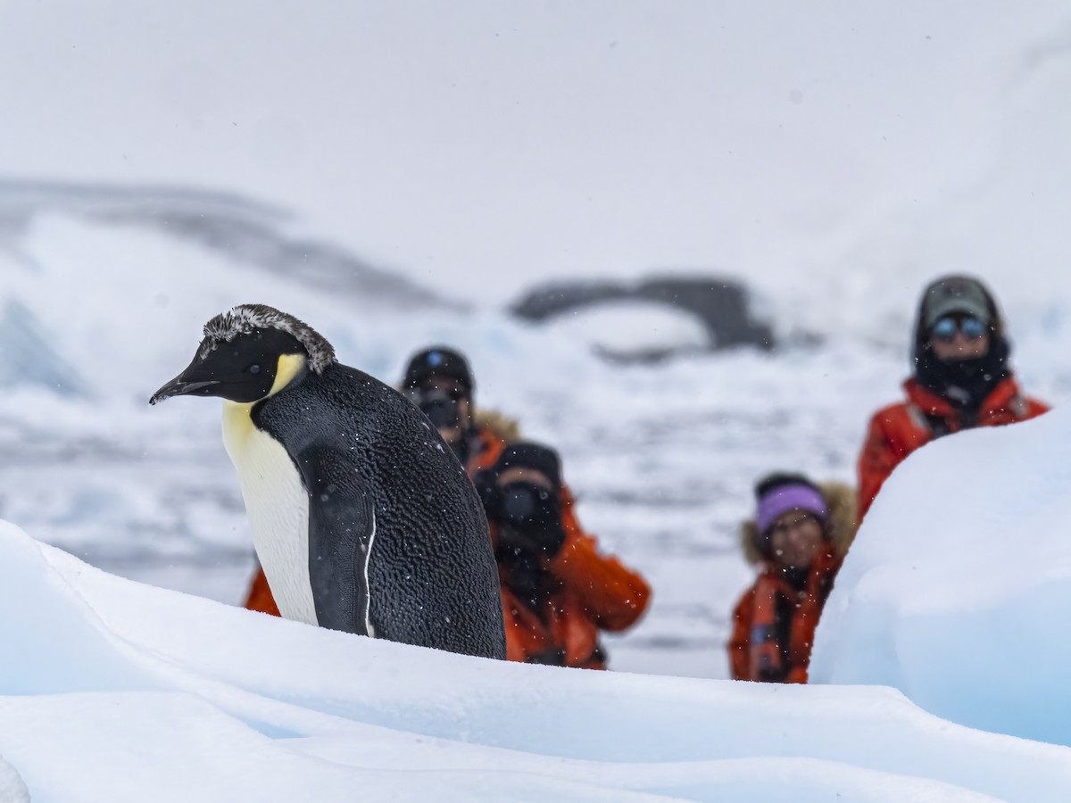 Emperor Penguin - ML630775293