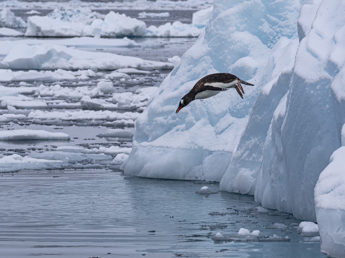 Gentoo Penguin - Alex Rubenstein