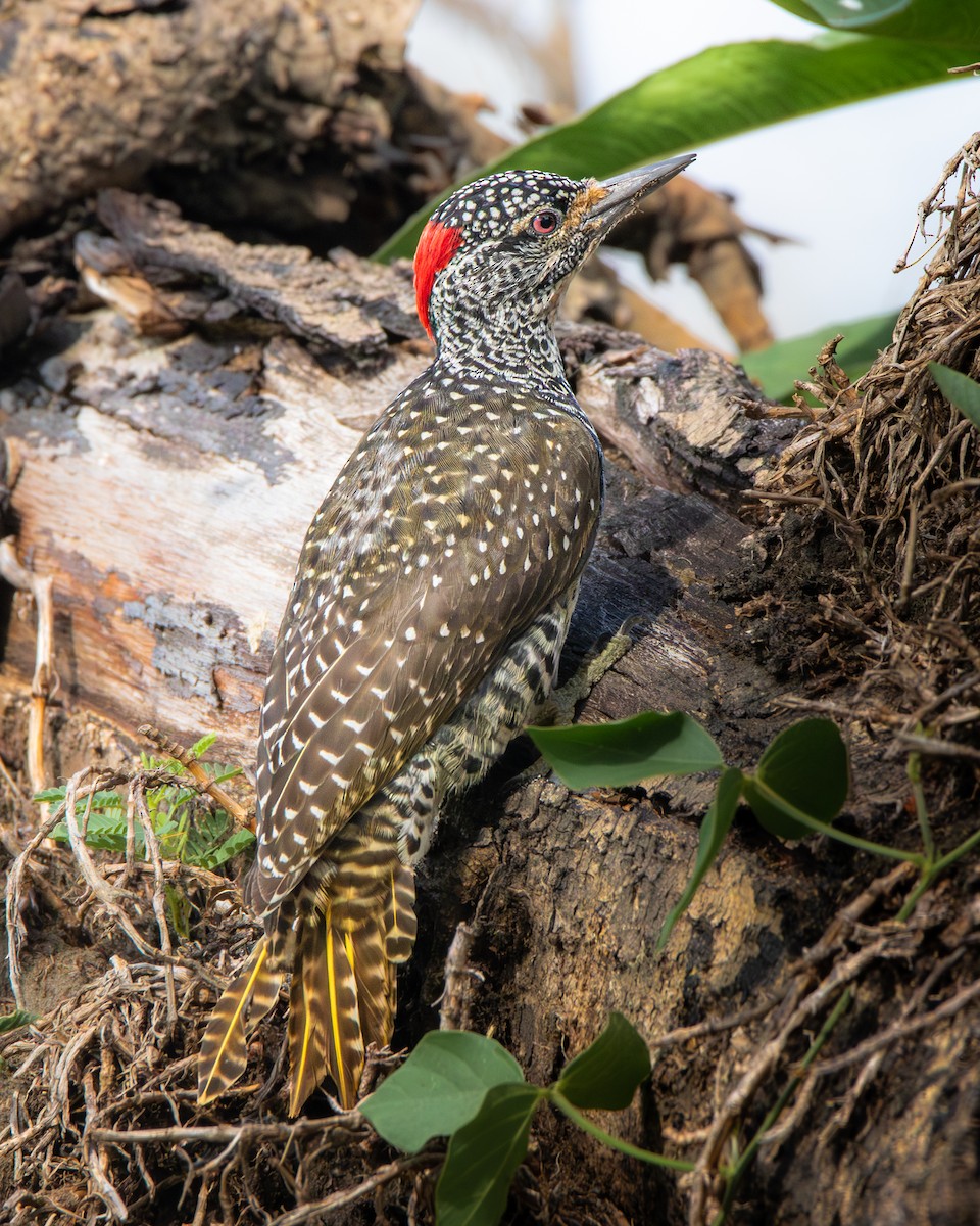 Nubian Woodpecker - ML630775306