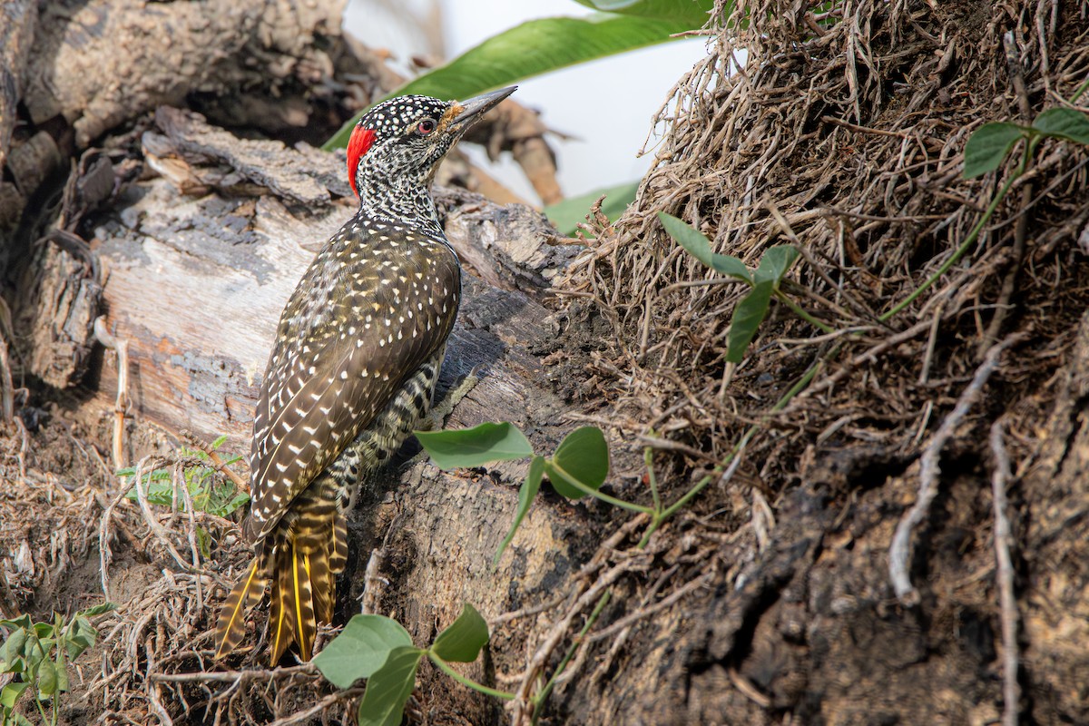 Nubian Woodpecker - ML630775308