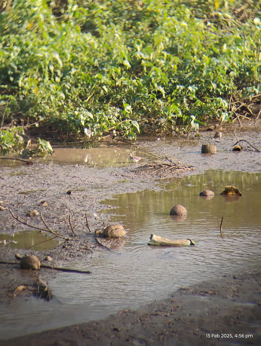 Common Sandpiper - ML630775317