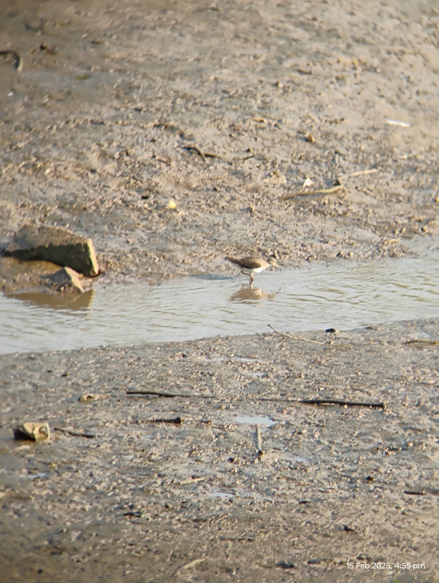 Common Sandpiper - ML630775318