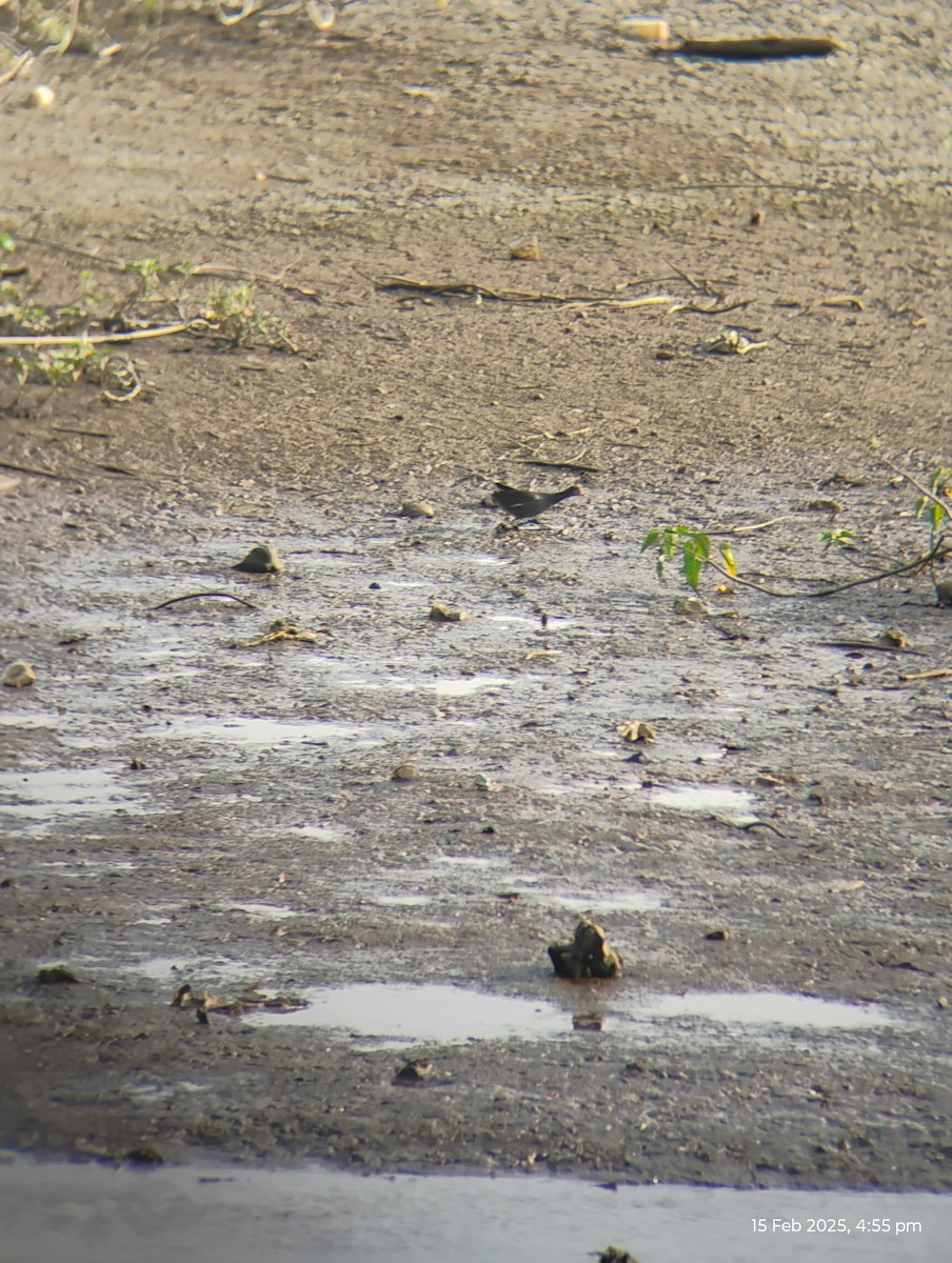 Common Sandpiper - ML630775319