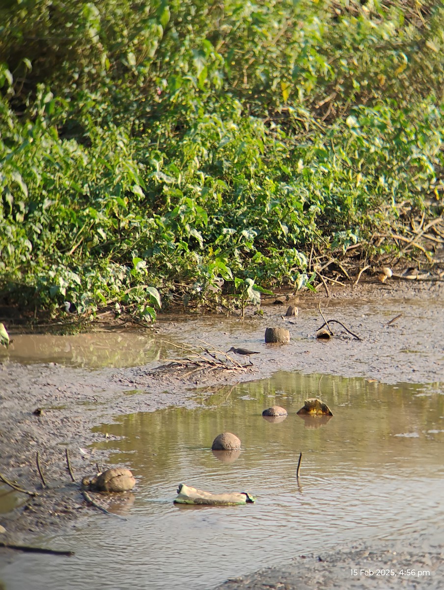 Common Sandpiper - ML630775320