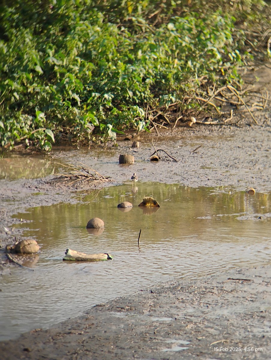 Common Sandpiper - ML630775321