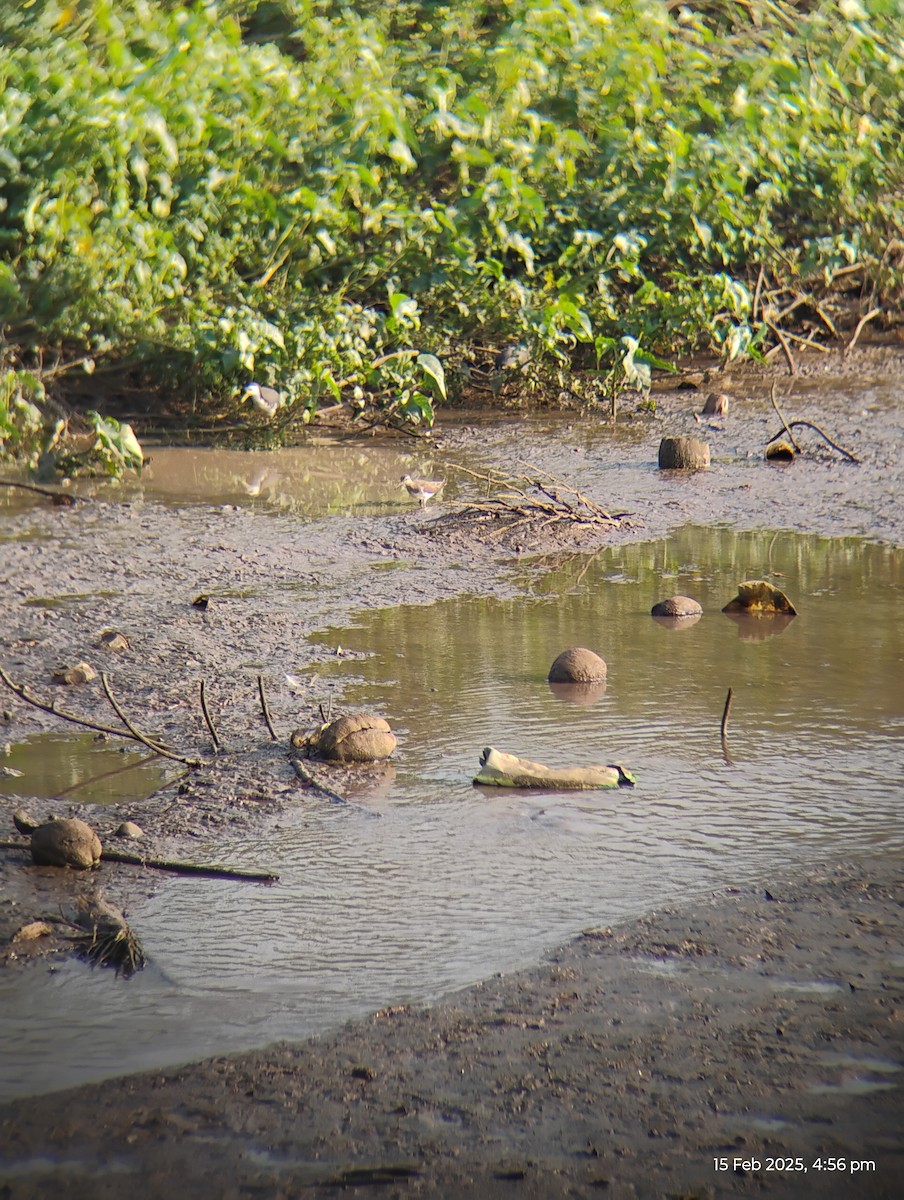 Common Sandpiper - ML630775322