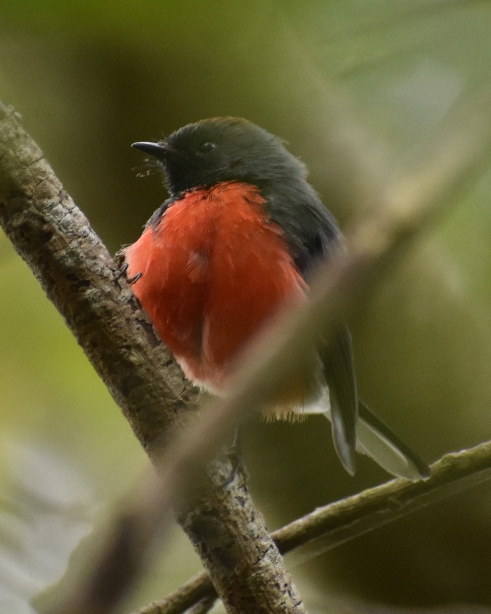 Slate-throated Redstart - ML630775331