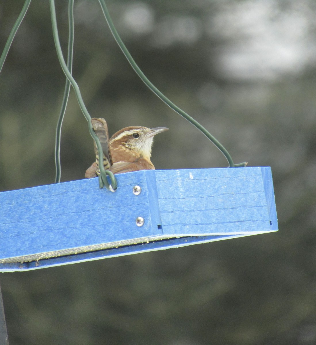 Carolina Wren (Northern) - ML630775403