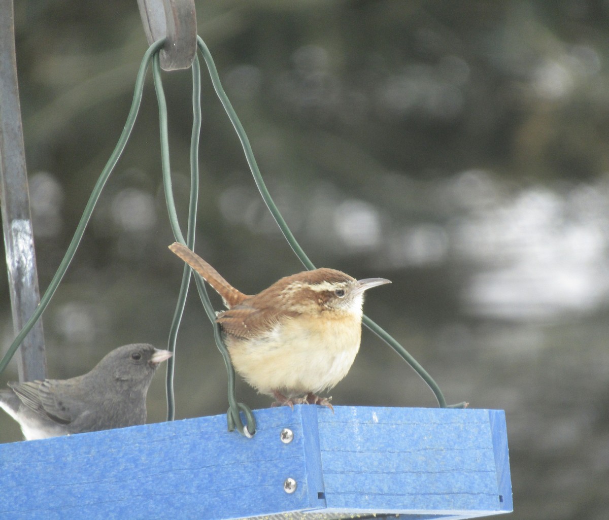 Carolina Wren (Northern) - ML630775416