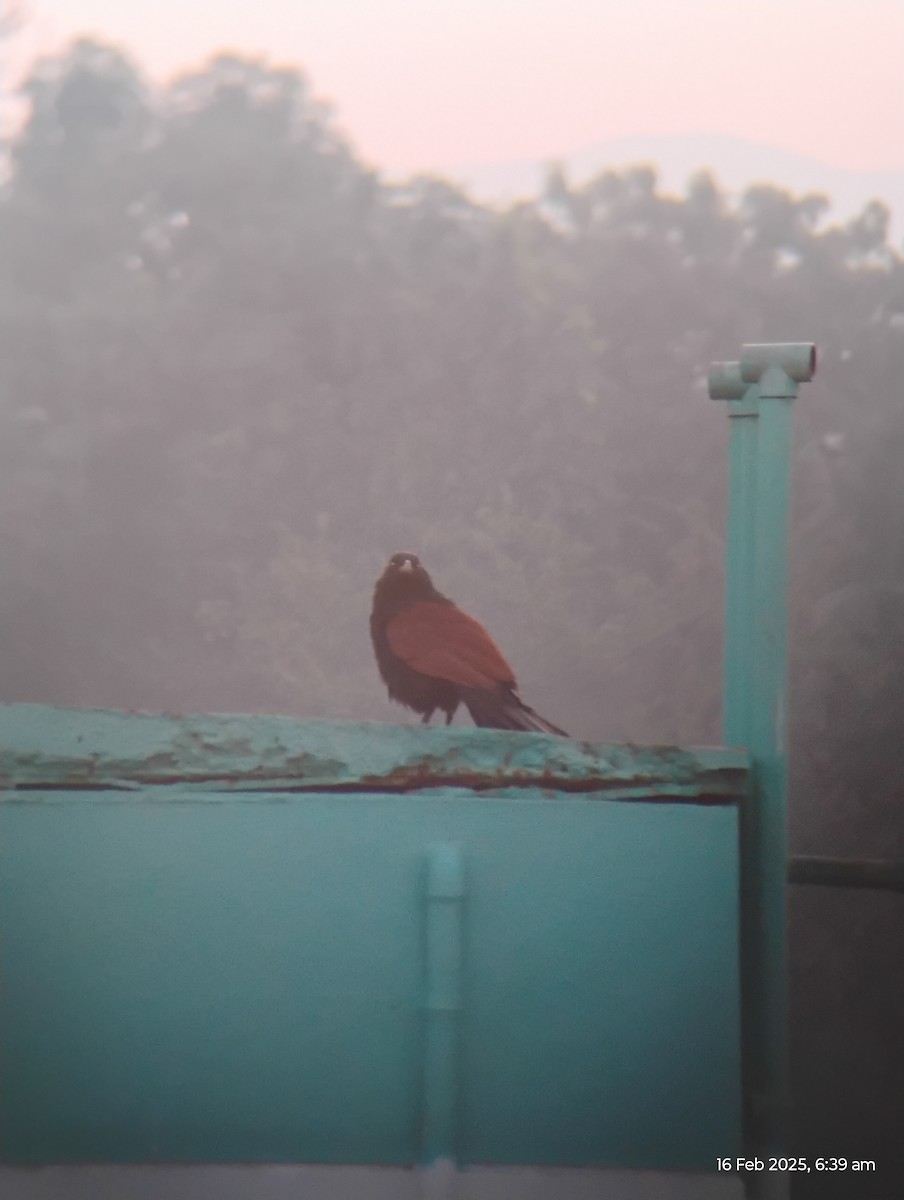 Greater Coucal - ML630775636