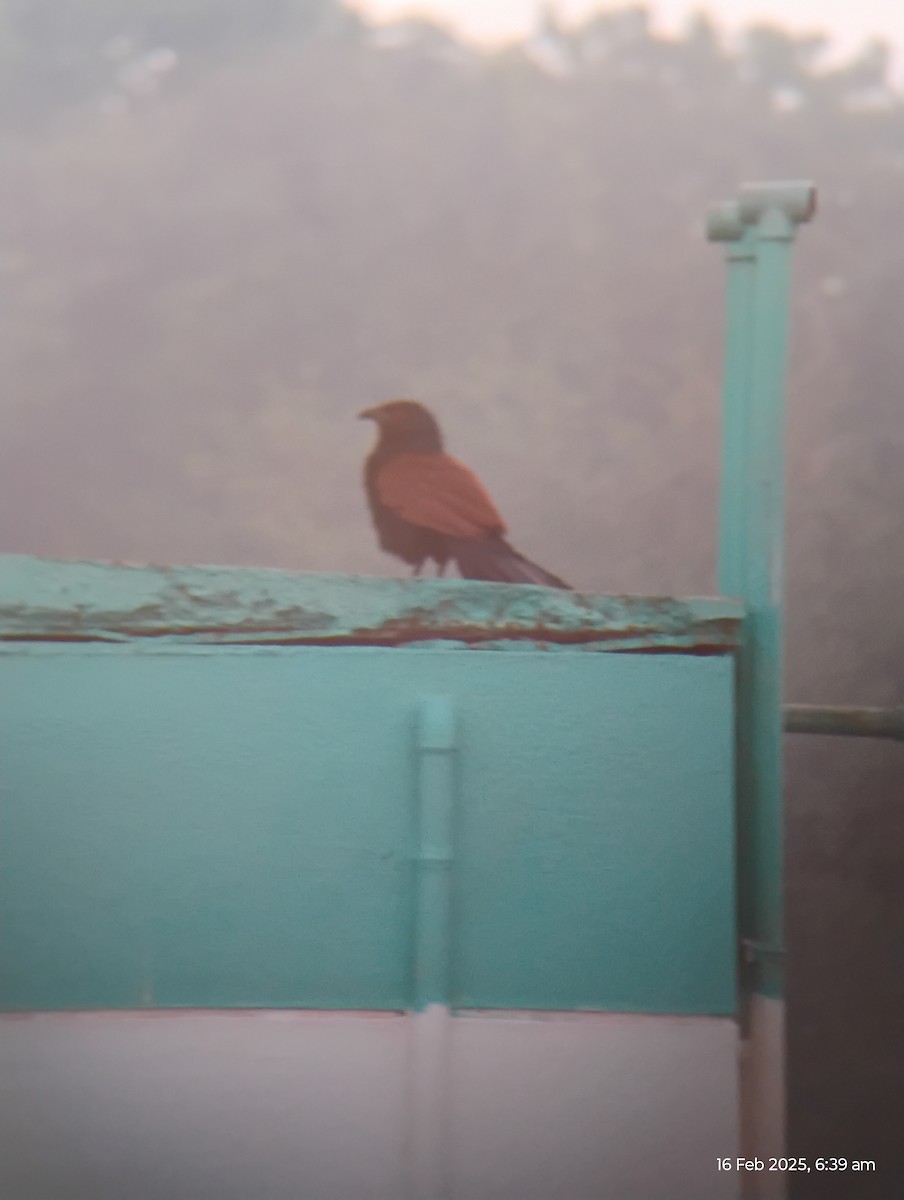 Greater Coucal - ML630775637