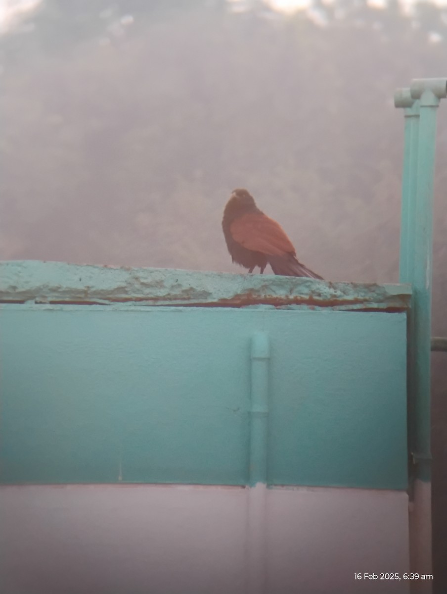 Greater Coucal - ML630775638