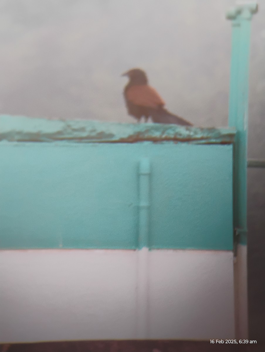 Greater Coucal - ML630775639