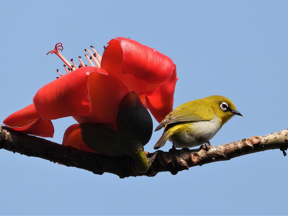 Indian White-eye - Debashis Chowdhury