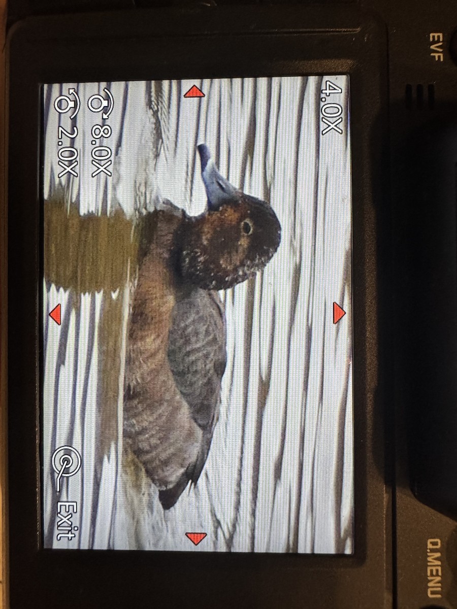 Redhead - ML630775961