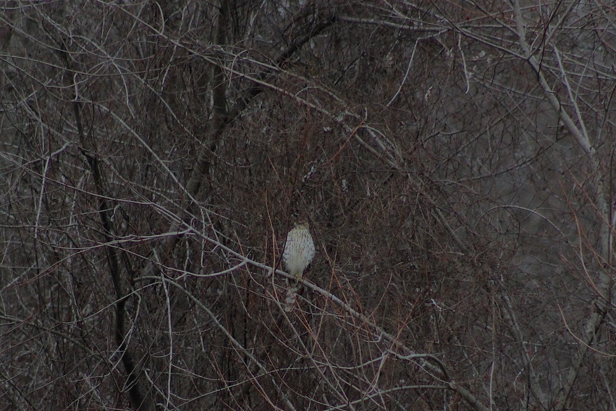 Cooper's Hawk - ML630775972