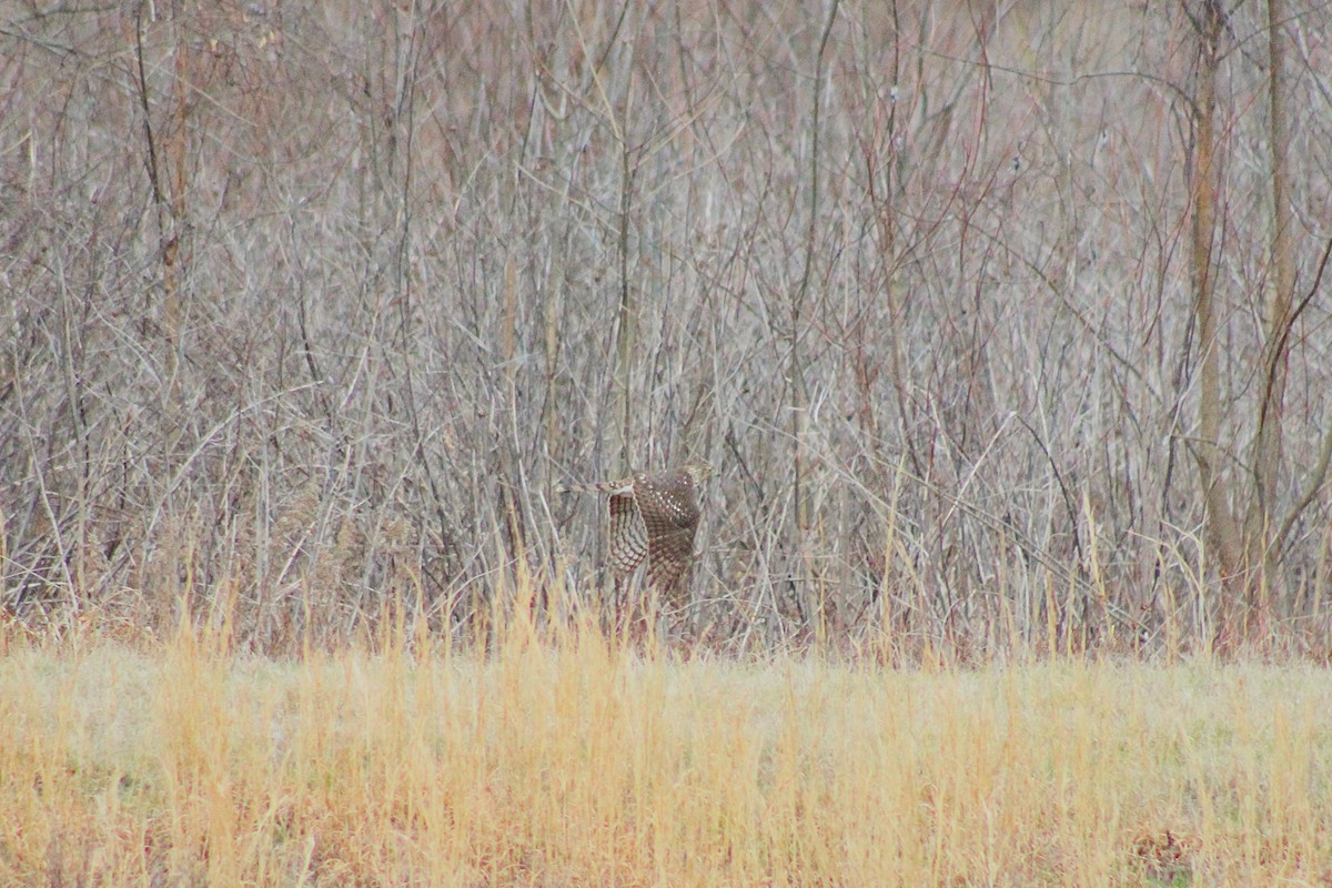 Cooper's Hawk - ML630775976
