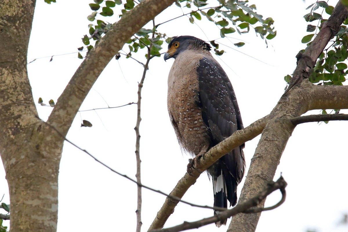 Crested Serpent-Eagle - ML630776010