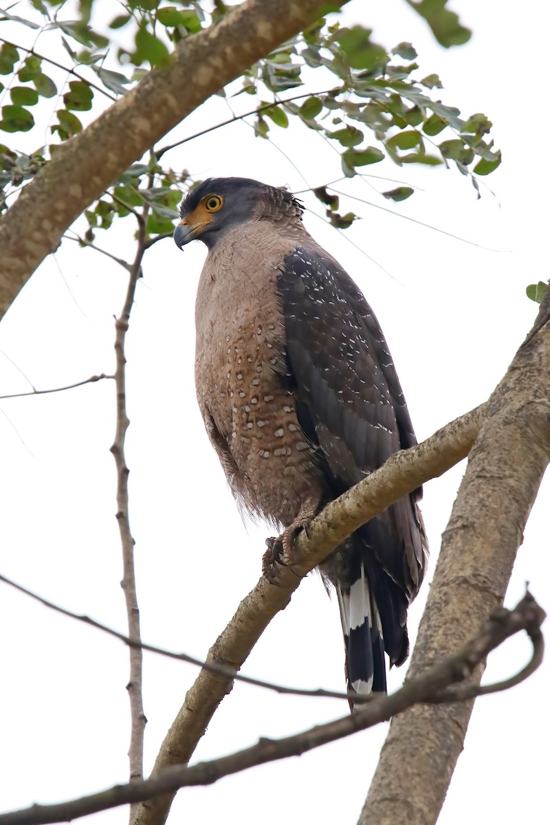 Crested Serpent-Eagle - ML630776011