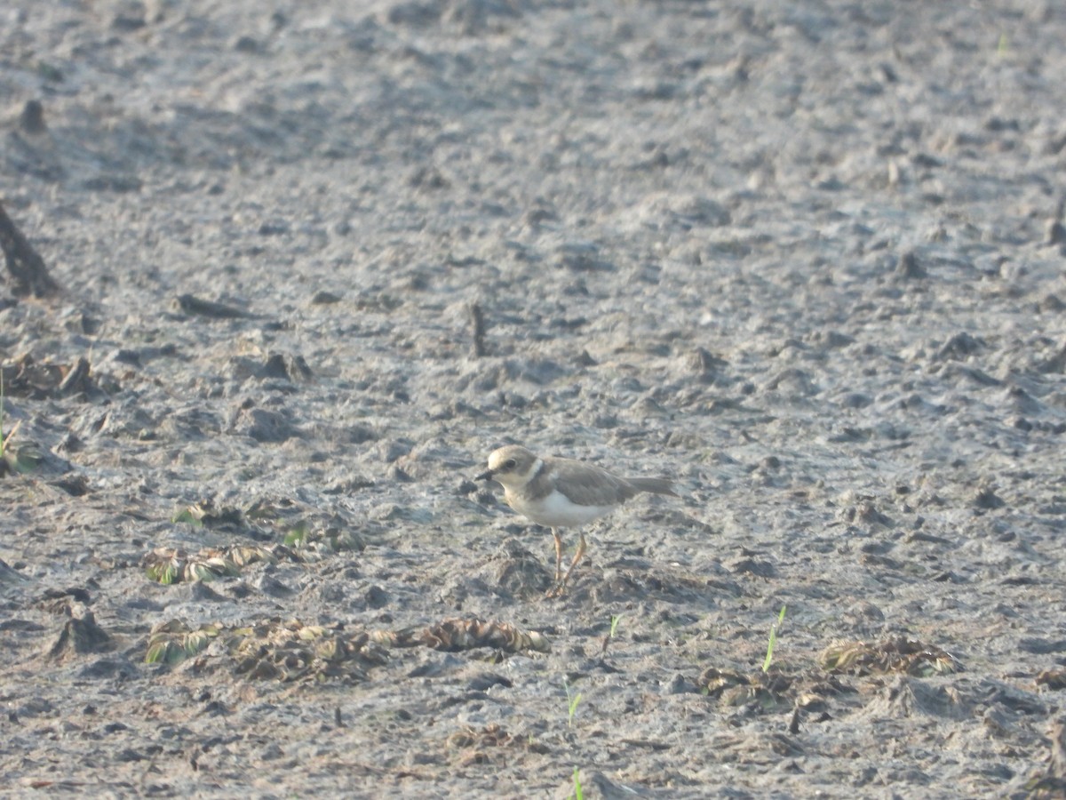 sand-plover sp. - ML630776051