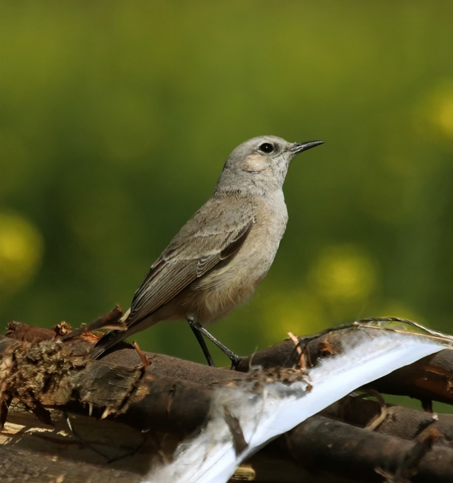 Persian Wheatear - ML630776377