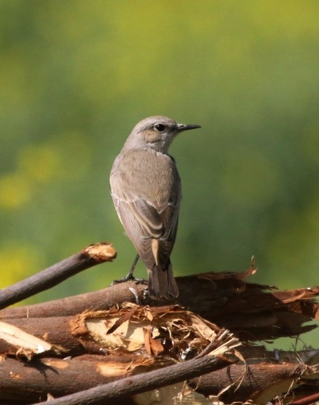 Persian Wheatear - ML630776378
