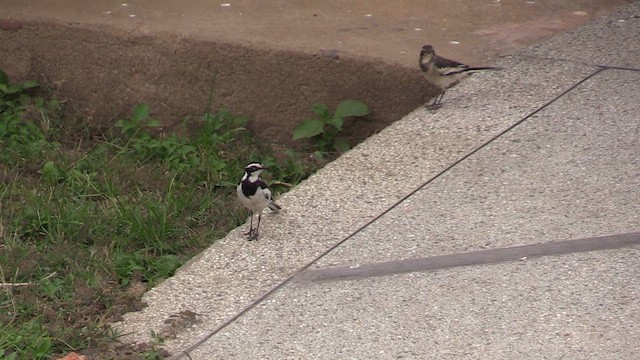 African Pied Wagtail - ML630776466