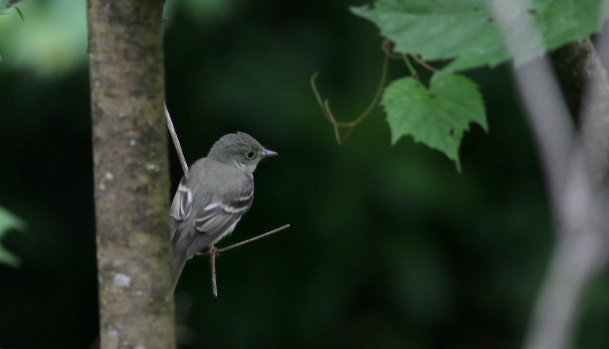 Acadian Flycatcher - Jay McGowan