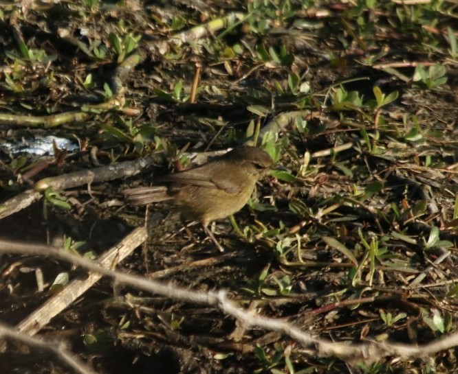 Smoky Warbler - ML630776617