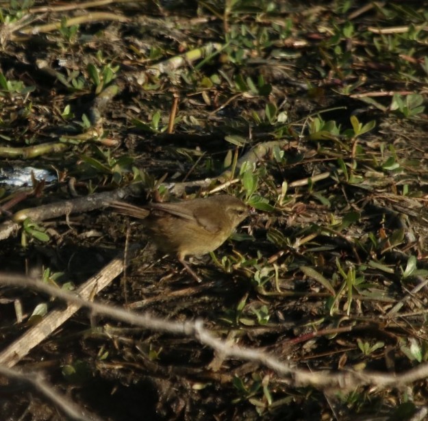 Smoky Warbler - ML630776618