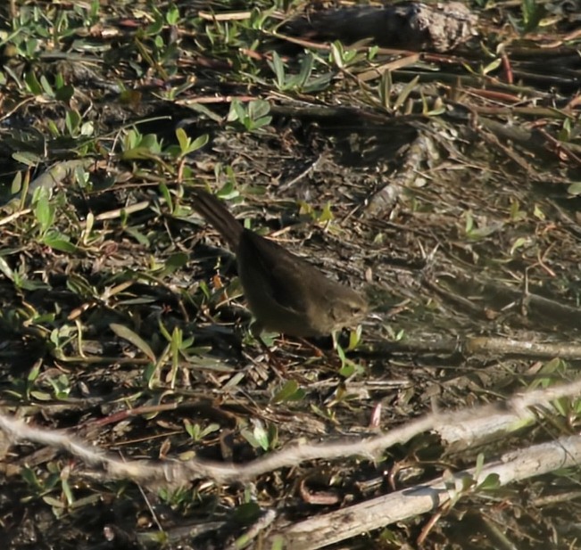 Smoky Warbler - ML630776619