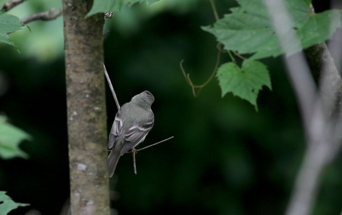 Acadian Flycatcher - Jay McGowan