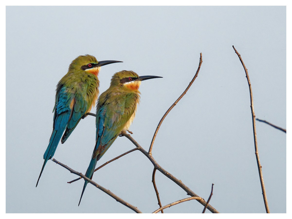 Blue-tailed Bee-eater - hari kumar