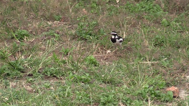 African Pied Wagtail - ML630776775