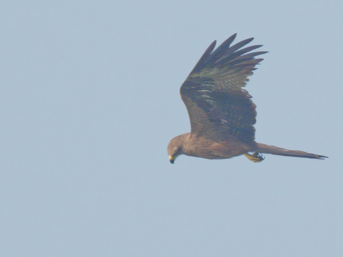 Black Kite - ML630776778