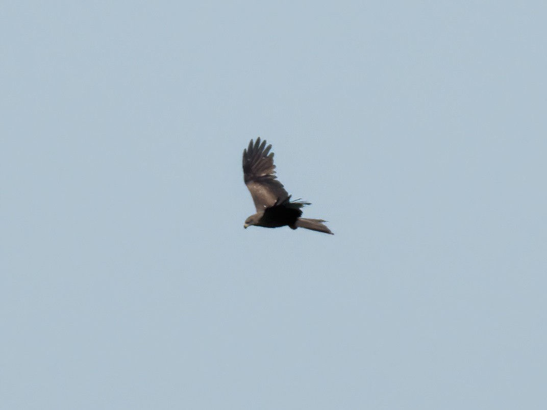 Black Kite - ML630776779