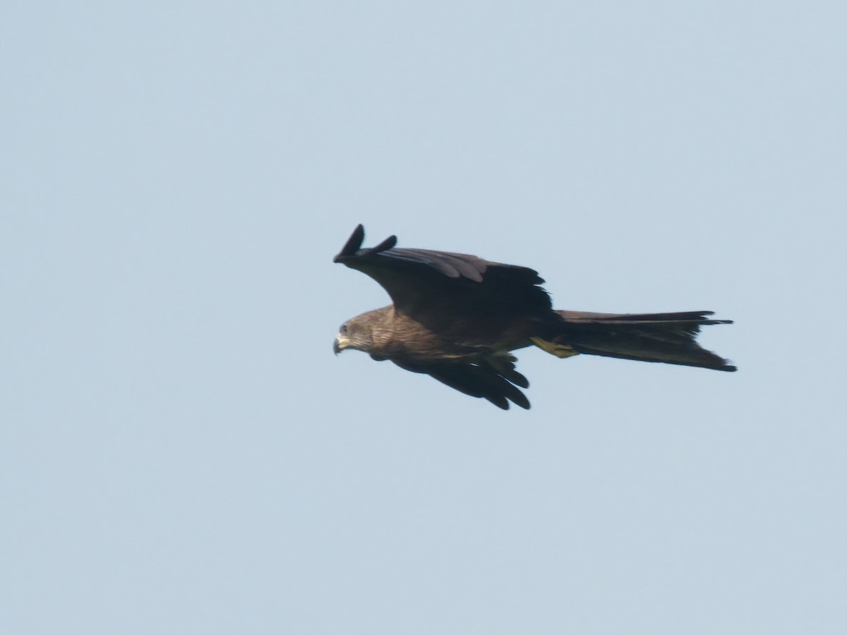 Black Kite - ML630776780