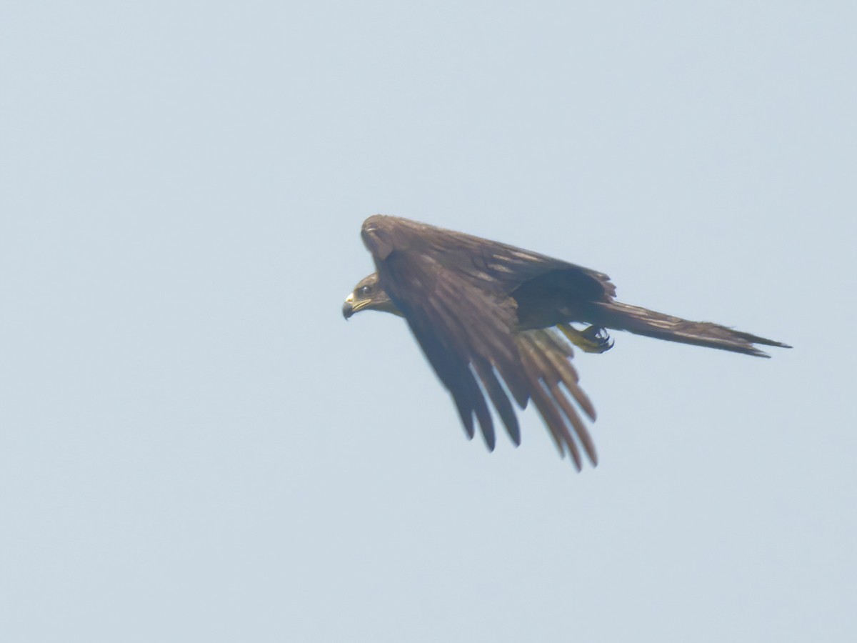 Black Kite - ML630776781