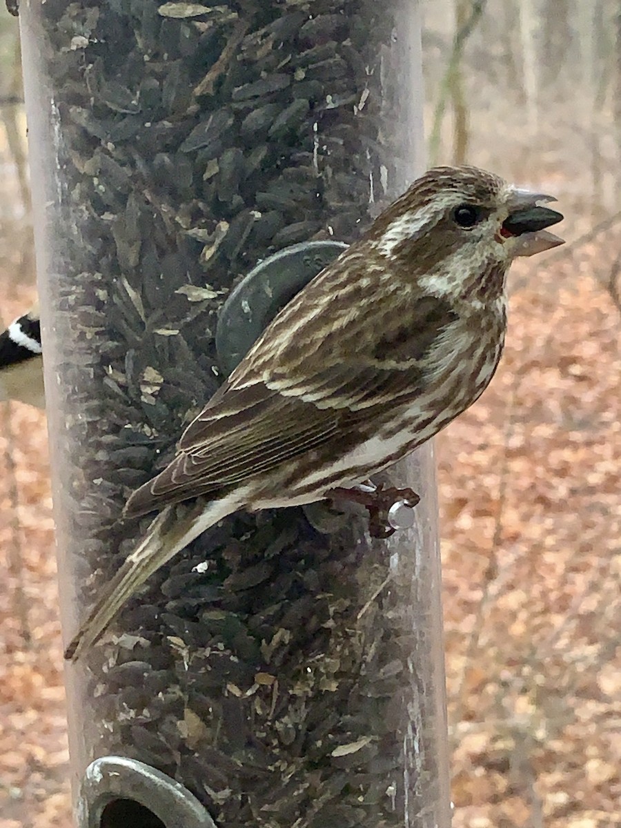 Purple Finch - ML630776803