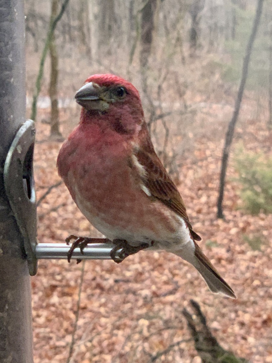 Purple Finch - ML630776804