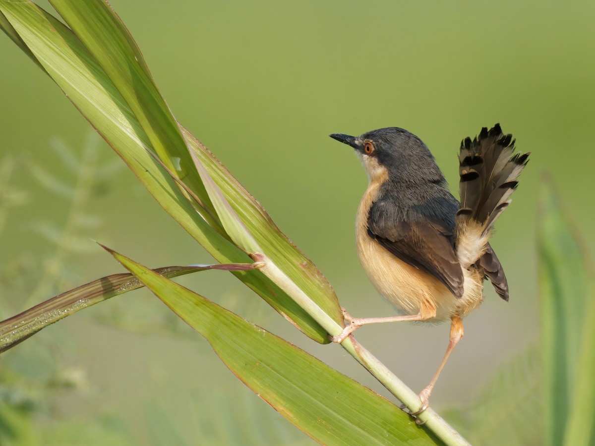 Ashy Prinia - ML630776809