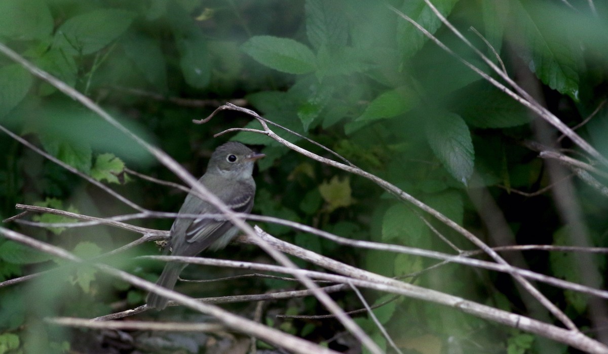 Acadian Flycatcher - Jay McGowan